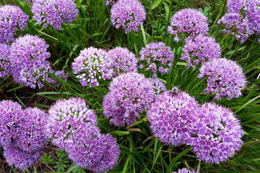 Look Allium senescens 'Millenium' 5-10 pot P9 Allium senescens 'Millenium'