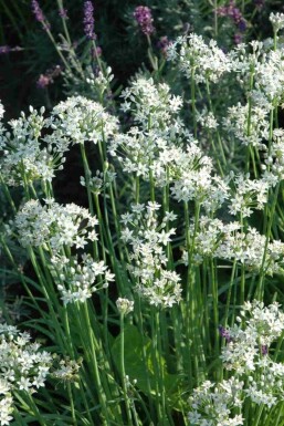 Chinese bieslook Allium tuberosum 5-10 pot P9 Allium tuberosum