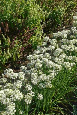 Chinese bieslook Allium tuberosum 5-10 pot P9 Allium tuberosum
