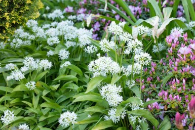 Daslook Allium ursinum 5-10 pot P9 Allium ursinum