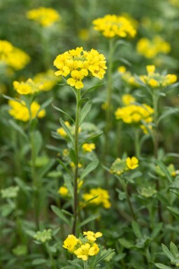Alyssum montanum