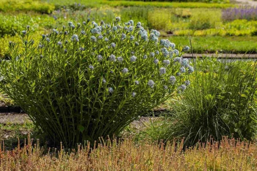 Stermaagdenpalm Amsonia tabernaemontana 5-10 pot P9 Amsonia tabernaemontana