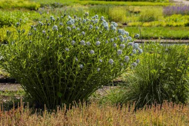 Stermaagdenpalm Amsonia tabernaemontana 5-10 pot P9 Amsonia tabernaemontana