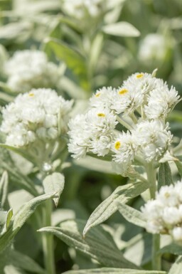 Witte knoopjes Anaphalis margaritacea 5-10 pot P9 Anaphalis margaritacea