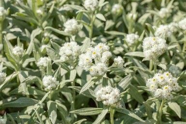 Witte knoopjes Anaphalis margaritacea 5-10 pot P9 Anaphalis margaritacea