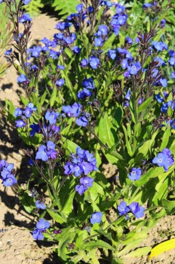 Ossentong Anchusa azurea 'Loddon Royalist' 5-10 pot P9 Anchusa azurea 'Loddon Royalist'