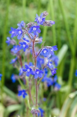 Blauwe ossetong Anchusa azurea 5-10 pot P9 Anchusa azurea