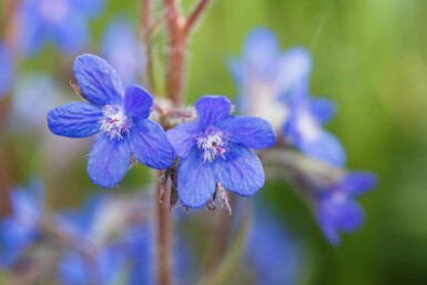 Blauwe ossetong Anchusa azurea 5-10 pot P9 Anchusa azurea