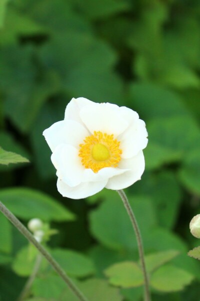Herfstanemoon Anemone japonica 'Andrea Atkinson' 5-10 pot P9 Anemone japonica 'Andrea Atkinson'