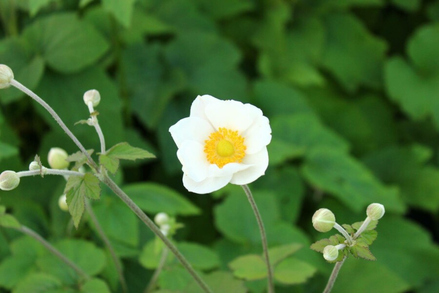 Herfstanemoon Anemone japonica 'Andrea Atkinson' 5-10 pot P9 Anemone japonica 'Andrea Atkinson'