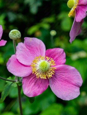 Herfstanemoon Anemone hupehensis 'Hadspen Abundance' 5-10 pot P9 Anemone hupehensis 'Hadspen Abundance'
