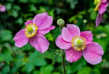 Herfstanemoon Anemone hupehensis 'Hadspen Abundance' 5-10 pot P9 Anemone hupehensis 'Hadspen Abundance'