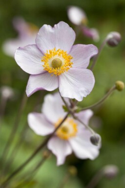 Herfstanemoon Anemone hupehensis 5-10 pot P9 Anemone hupehensis