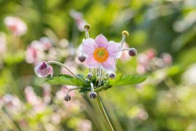 Herfstanemoon Anemone hupehensis 5-10 pot P9 Anemone hupehensis