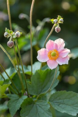 Anemone hupehensis