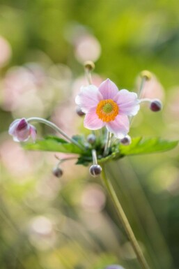 Anemone hupehensis