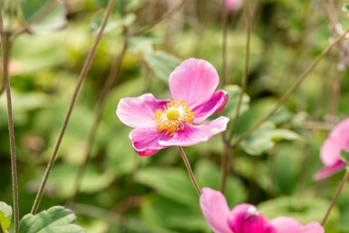 Herfstanemoon Anemone hupehensis 'Praecox' 5-10 pot P9 Anemone hupehensis 'Praecox'