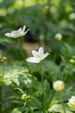 Herfstanemoon Anemone leveillei 5-10 pot P9 Anemone leveillei