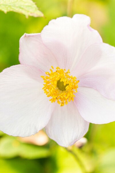 Anemoon Anemone tomentosa 'Robustissima' 5-10 pot P9 Anemone tomentosa 'Robustissima'
