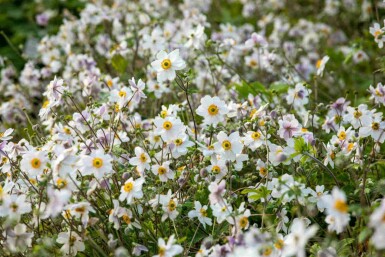 Anemone japonica 'Wild Swan'