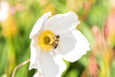 Anemone japonica 'Wild Swan'