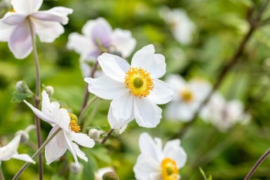 Anemone japonica 'Wild Swan'