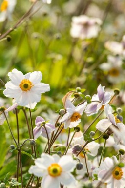 Anemone japonica 'Wild Swan'