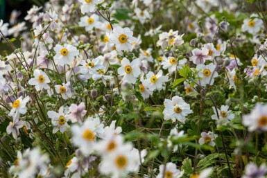 Anemone japonica 'Wild Swan'