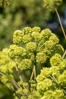 Angelica archangelica