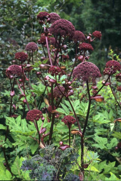 Grote engelwortel Angelica gigas 5-10 pot P9 Angelica gigas