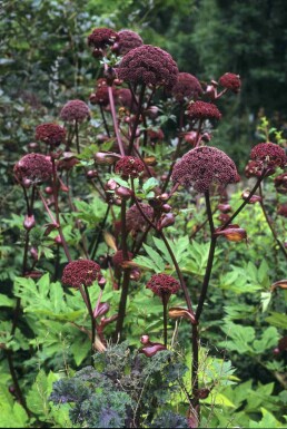 Angelica gigas
