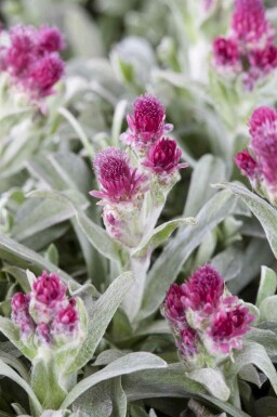 Antennaria dioica