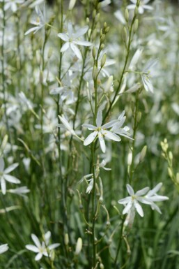Anthericum liliago