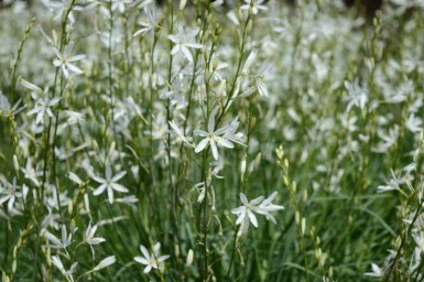Anthericum liliago