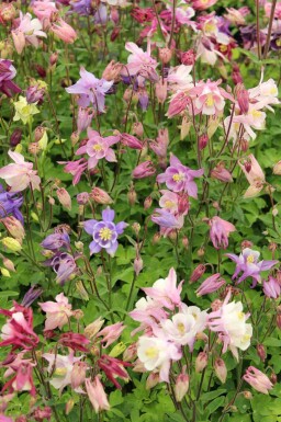 Akelei Aquilegia caerulea 'Biedermeier' 5-10 pot P9 Aquilegia caerulea 'Biedermeier'