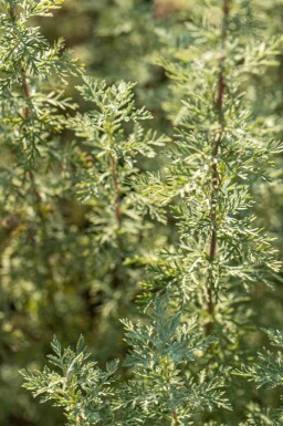 Alsem Artemisia absinthium 5-10 pot P9 Artemisia absinthium
