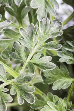 Alsem Artemisia absinthium 5-10 pot P9 Artemisia absinthium