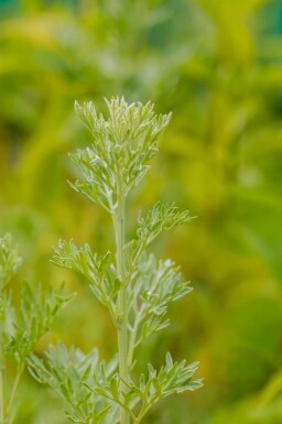 Artemisia absinthium