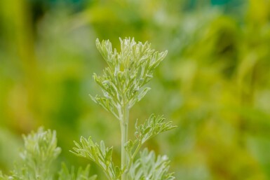Artemisia absinthium