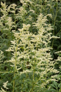 Witte alsem Artemisia lactiflora 5-10 pot P9 Artemisia lactiflora