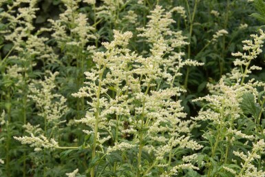 Witte alsem Artemisia lactiflora 5-10 pot P9 Artemisia lactiflora
