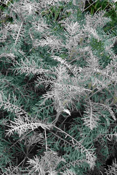 Bijvoet Artemisia arborescens 'Powis Castle' 5-10 pot P9 Artemisia arborescens 'Powis Castle'