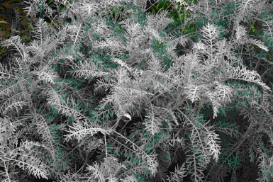 Bijvoet Artemisia arborescens 'Powis Castle' 5-10 pot P9 Artemisia arborescens 'Powis Castle'
