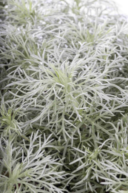 Bijvoet Artemisia schmidtiana 'Nana' 5-10 pot P9 Artemisia schmidtiana 'Nana'