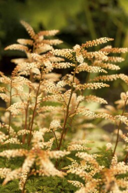 Kleine geitenbaard Aruncus aethusifolius 5-10 pot P9 Aruncus aethusifolius