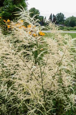 Aruncus dioicus 'Kneiffii'