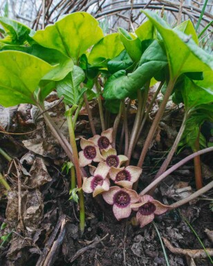 Asarum splendens
