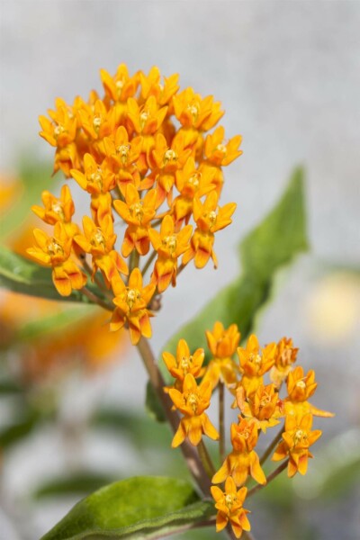 Knolzijdeplant Asclepias tuberosa 5-10 pot P9 Asclepias tuberosa