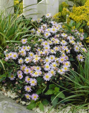 Herfstaster Aster ageratoides 'Stardust' 5-10 pot P9 Aster ageratoides 'Stardust'