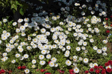 Aster ageratoides 'Starshine'